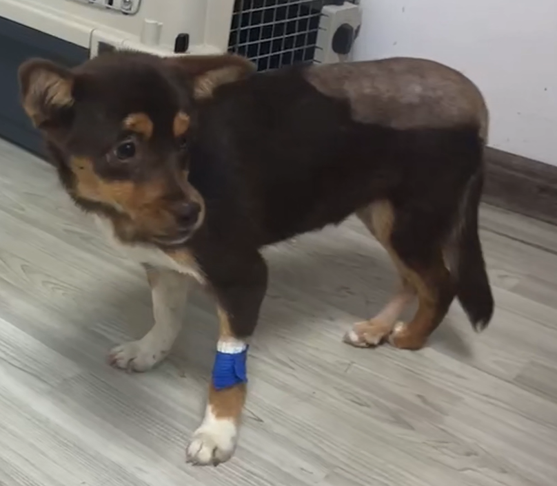 VetMedix kasua partekatzea 丨 Potentzia handiko laser bidezko tratamendua fosa azetabular eta femoralen haustura