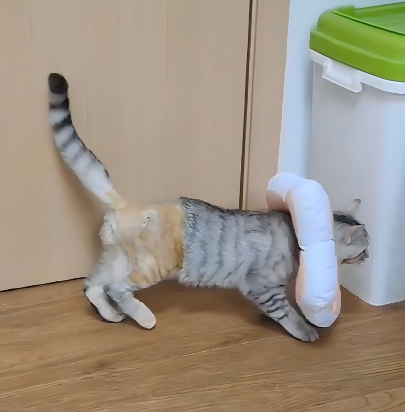 VetMedix kasua partekatzen 丨 Potentzia handiko laserren tratamendu tibialen tratamendua