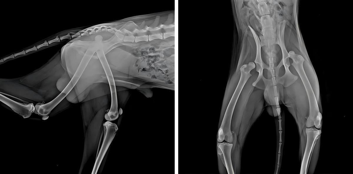 VetMedix kasua partekatzea 丨 Potentzia handiko laserra hobetzeko flamenko femoralen aldizkariko errehabilitazio postoperatiboa hobetzen da