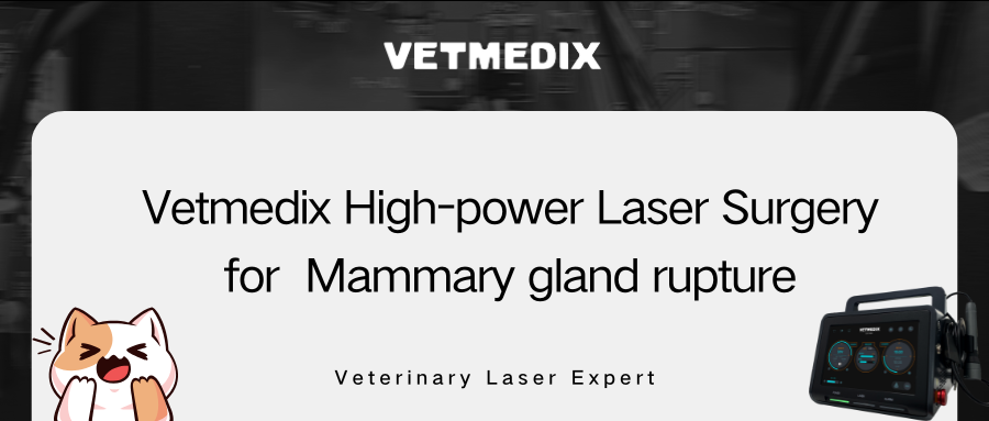 VETMEDIX Kasuak partekatzea丨Potentzia handiko laser kirurgia amama-guruinaren hausturarako