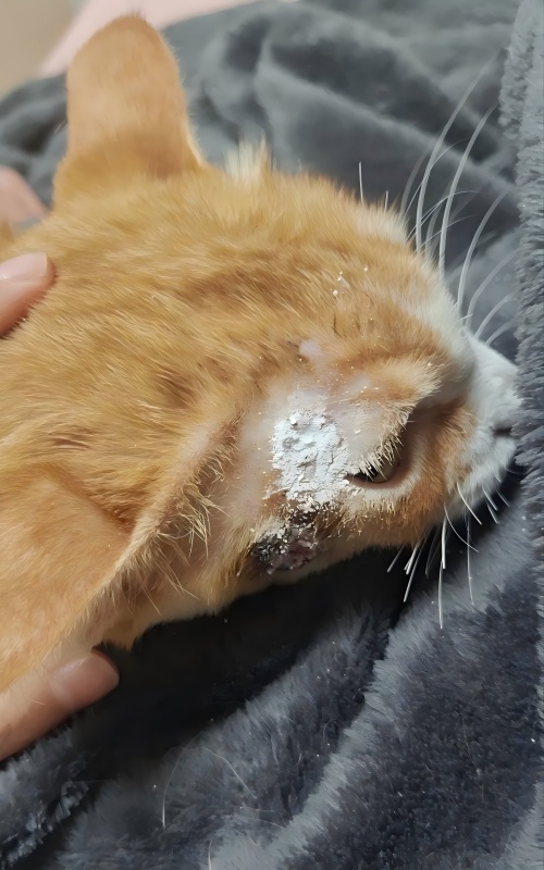 Vetmedix kasuak partekatzea丨Energia handiko laser terapiaren aplikazio kasua larruazaleko ultzerak tratatzeko