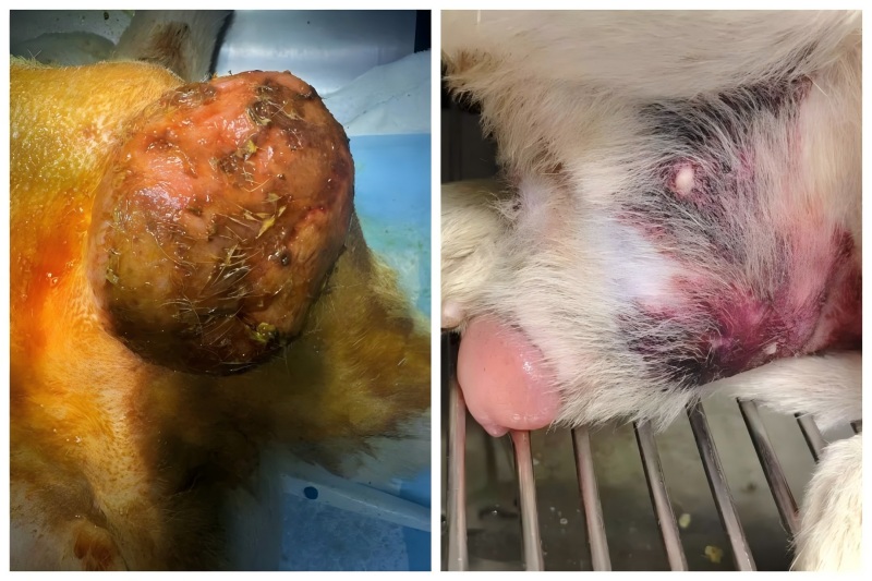 Vetmedix Case Sharing丨Energia handiko laser terapiaren aplikazioa prostatako handitze tratamenduan