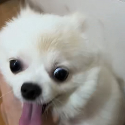 Vetmedix kasuak partekatzea丨Energia handiko laserraren aplikazio kasua txakurren zizarea tratatzeko