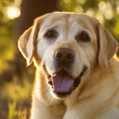 VetMedix kasuak partekatzea丨Energia handiko laser-terapiaren aplikazio kasua ebakuntza osteko tumore perianalen sendatzen ez direnen tratamenduan